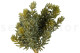 Artificial Sedum (set of 3) 5