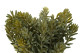 Artificial Sedum - 3 Stems - Green 2