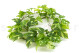 Artificial Manjula Pothos Garland - Green 2