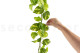 Artificial Manjula Pothos Vine Garland 4