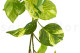Artificial Manjula Pothos Garland - Green 5
