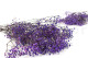Preserved Baby's Breath Gypsophila Lavender 5
