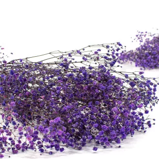 Preserved Baby's Breath Gypsophila Lavender