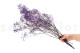 Preserved Baby's Breath Gypsophila - Bunch - Lavender 4