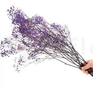 Preserved Baby's Breath Gypsophila Lavender