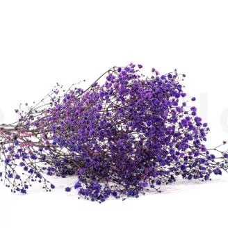 Preserved Baby's Breath Gypsophila Lavender