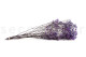Preserved Baby's Breath Gypsophila - Bunch - Lavender 9