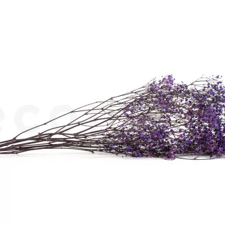 Preserved Baby's Breath Gypsophila Lavender