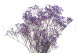 Preserved Baby's Breath Gypsophila - Bunch - Lavender 3
