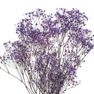 Preserved Baby's Breath Gypsophila Lavender