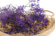 Preserved Baby's Breath Gypsophila - Bunch - Lavender 7