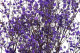 Preserved Baby's Breath Gypsophila Lavender 2