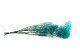 Preserved Baby's Breath Gypsophila - Bunch - Light Blue 7