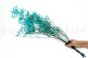 Preserved Baby's Breath Gypsophila - Bunch - Light Blue 4