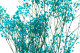 Preserved Baby's Breath Gypsophila - Bunch - Light Blue 2