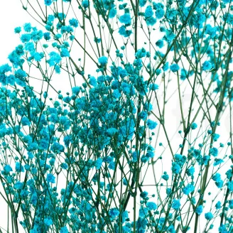 Preserved Baby's Breath Gypsophila Light Blue