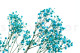Preserved Baby's Breath Gypsophila - Bunch - Light Blue 3