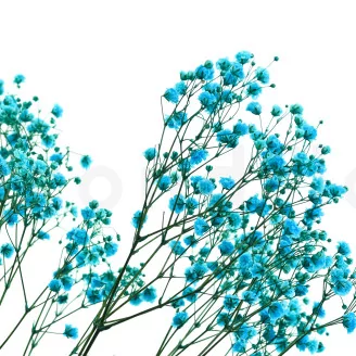 Preserved Baby's Breath Gypsophila Light Blue
