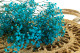 Preserved Baby's Breath Gypsophila Light Blue 6