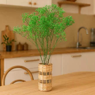Preserved Baby's Breath Gypsophila Green