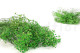 Preserved Baby's Breath Gypsophila Green 6