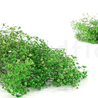 Preserved Baby's Breath Gypsophila Green