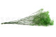 Preserved Baby's Breath Gypsophila - Bunch - Green 10