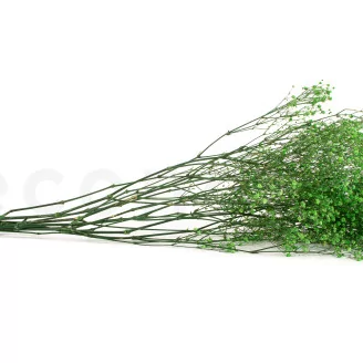 Preserved Baby's Breath Gypsophila Green