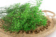 Preserved Baby's Breath Gypsophila Green 7