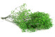 Preserved Baby's Breath Gypsophila - Bunch - Green 8