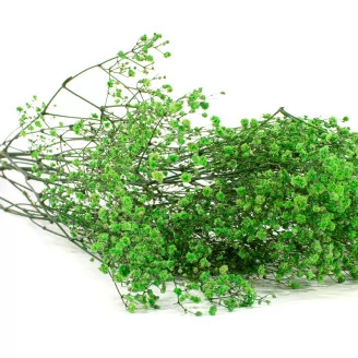 Preserved Baby's Breath Gypsophila Green