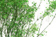 Preserved Baby's Breath Gypsophila Green 3