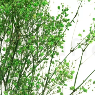 Preserved Baby's Breath Gypsophila Green
