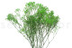 Preserved Baby's Breath Gypsophila Green 4