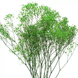 Preserved Baby's Breath Gypsophila Green