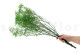 Preserved Baby's Breath Gypsophila - Bunch - Green 5