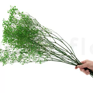 Preserved Baby's Breath Gypsophila Green