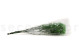 Preserved Baby's Breath Gypsophila - Bunch - Green 9