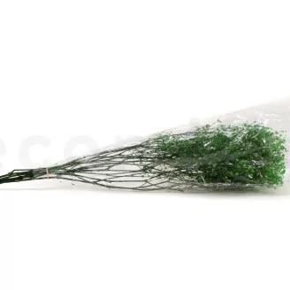 Preserved Baby's Breath Gypsophila Green