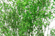 Preserved Baby's Breath Gypsophila - Bunch - Green 2