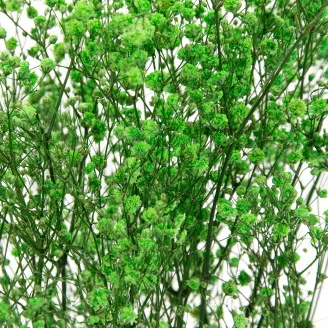 Preserved Baby's Breath Gypsophila Green