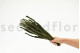 Preserved Buxifolia Green 5