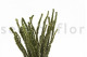Preserved Buxifolia Green 7