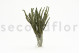 Preserved Buxifolia Green 4
