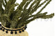 Preserved Buxifolia Green 8