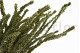 Preserved Buxifolia Green 3