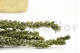 Preserved Buxifolia Green 9