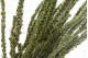 Preserved Buxifolia Green 2