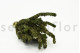 Preserved Buxifolia Green 6