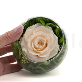 Preserved Rose In Glass Bowl Peach